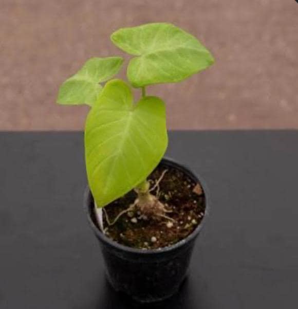Alocasia Lime Plant