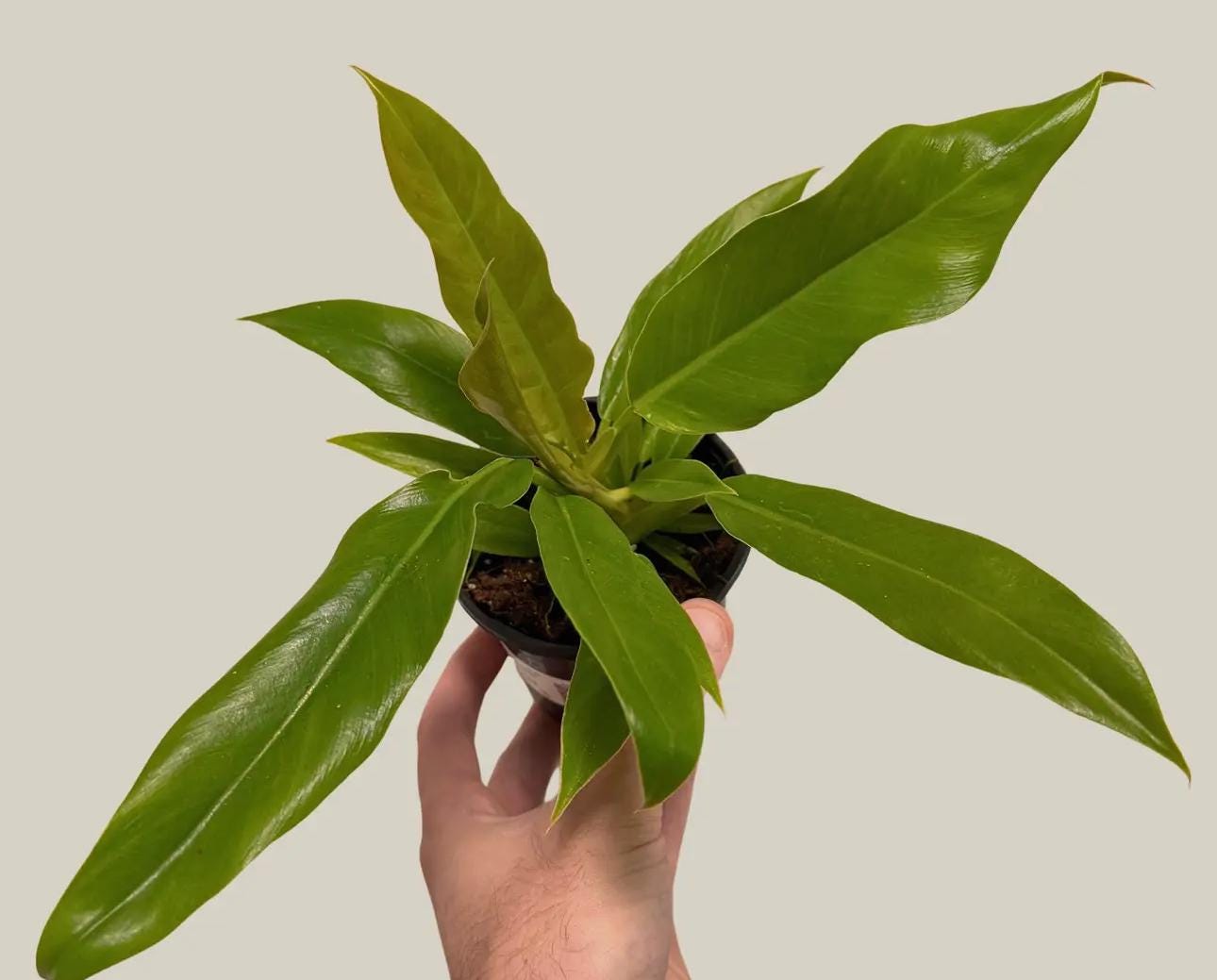 Philodendron Jungle Boogie Plant