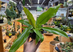 Philodendron Jungle Boogie Plant