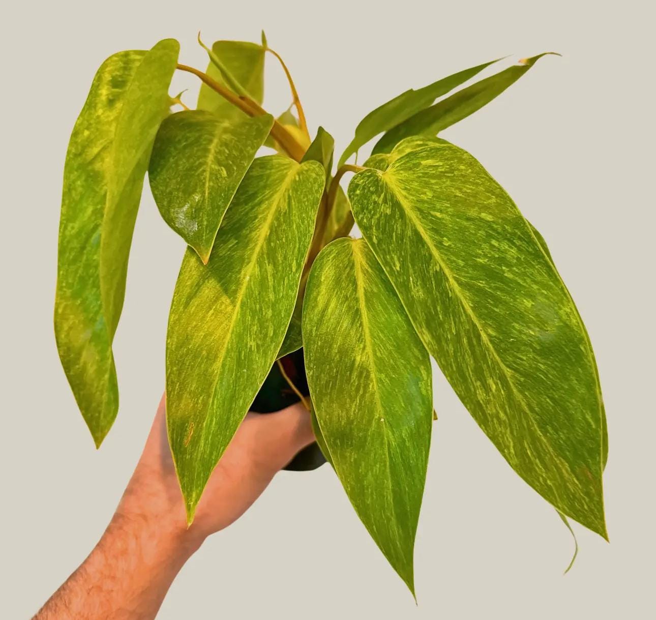 Philodendron Erubescens 'Painted Lady' Plant