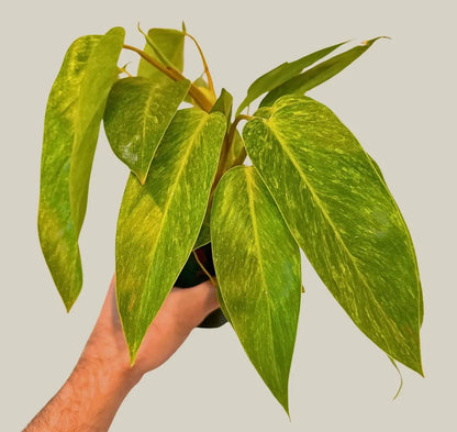 Philodendron Erubescens 'Painted Lady' Plant