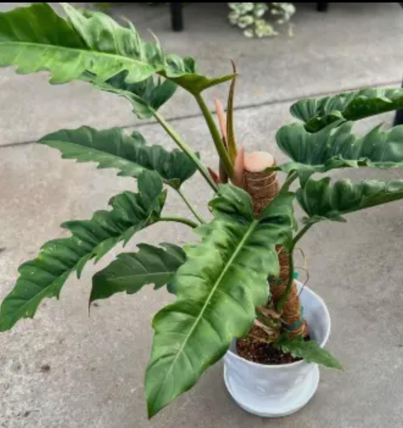 Philodendron Jungle Boogie Plant