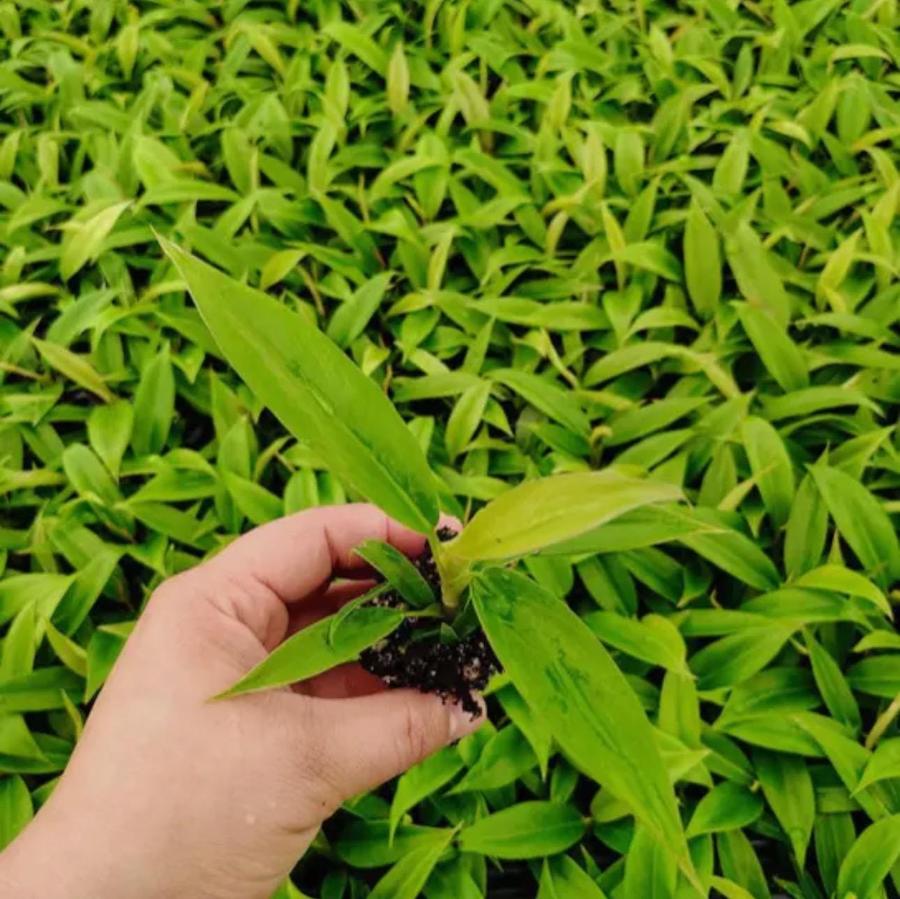 Philodendron Jungle Boogie Plant
