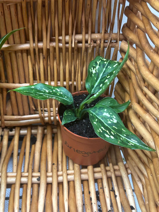 Aglaonema Variegated Snowflake Plant