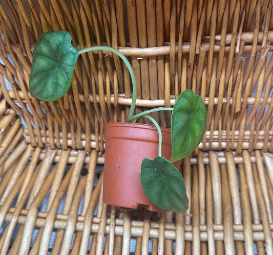 Alocasia Dragon Scale Plant