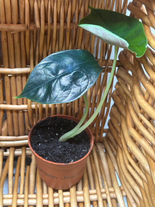 Alocasia Green Unicorn Plant