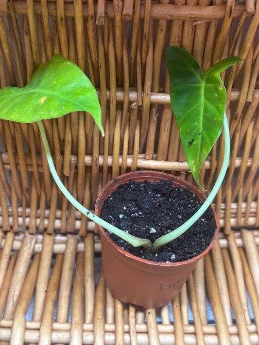 Alocasia Lime Plant