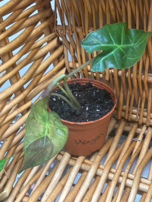 Alocasia Mayan Mask Plant