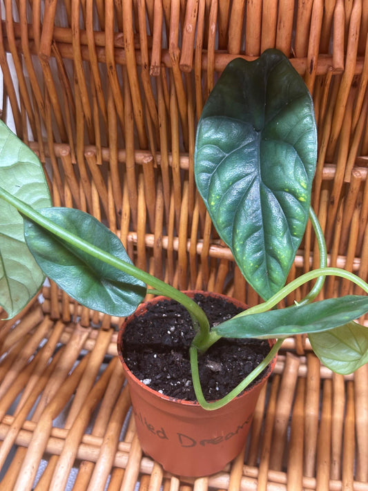 Alocasia Quilted Dreams Plant