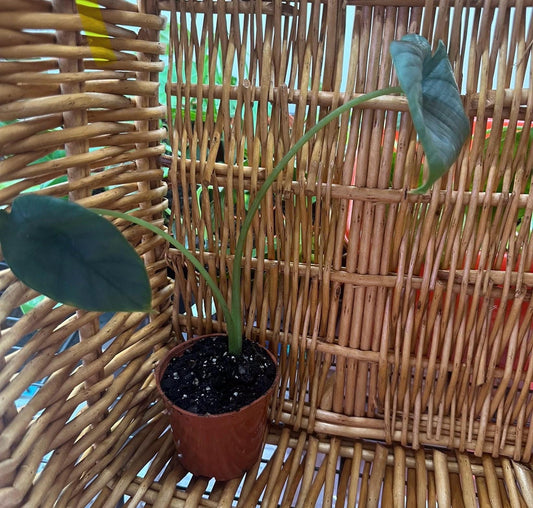 Alocasia Reginae Plant