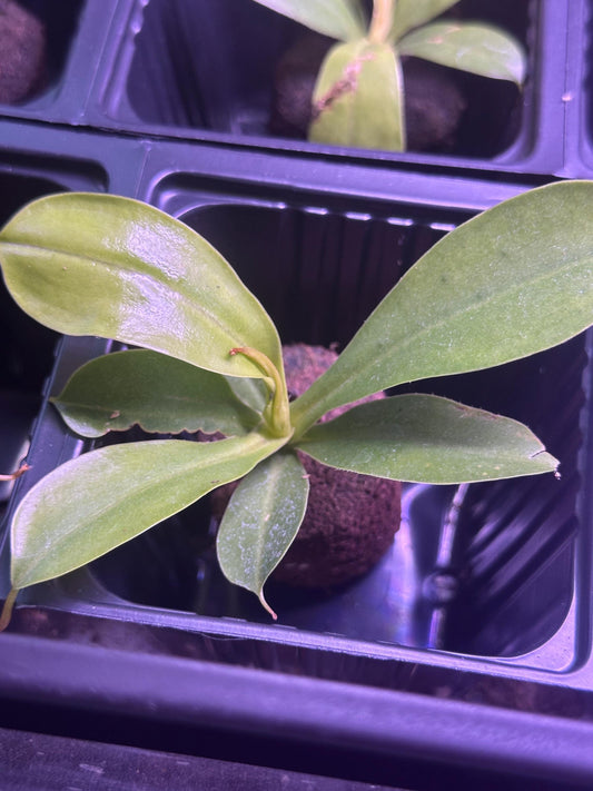 Nepenthes Alata (Pitcher Plant)