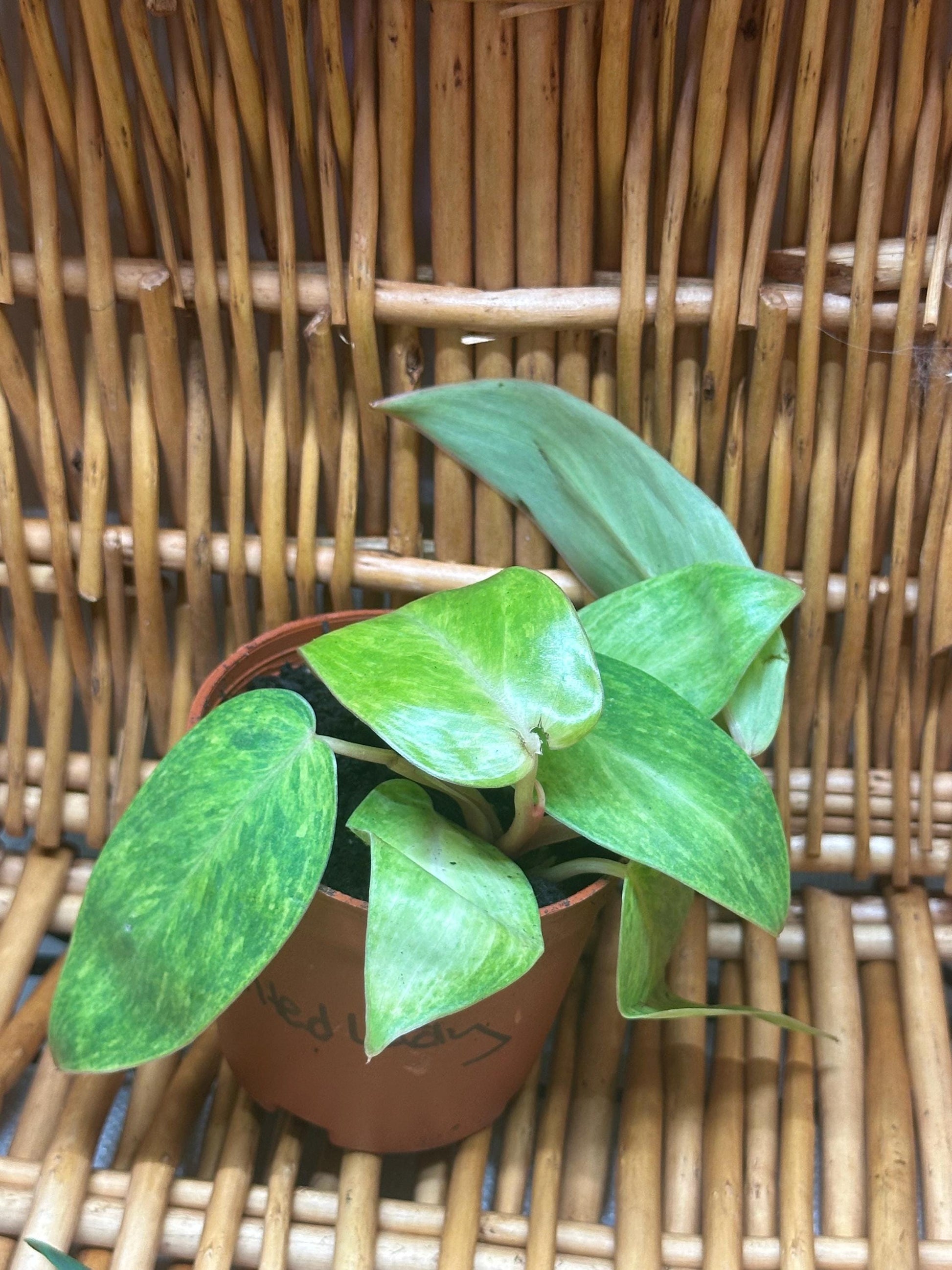 Philodendron Erubescens 'Painted Lady' Plant