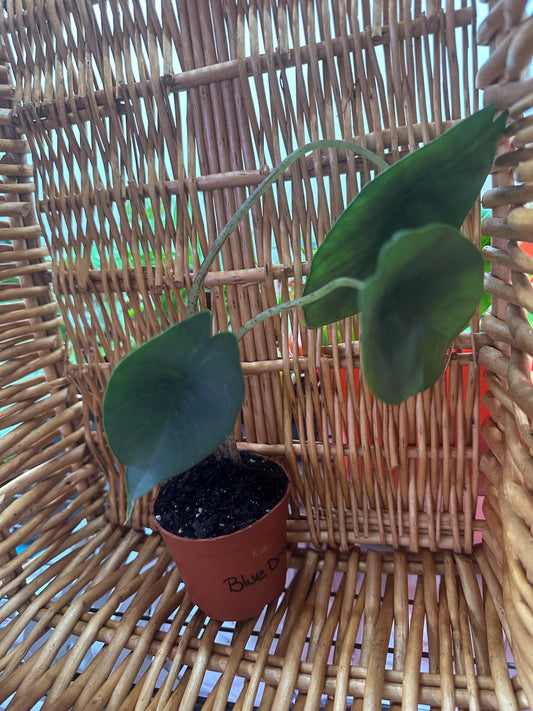 Alocasia Blue Dragon Plant