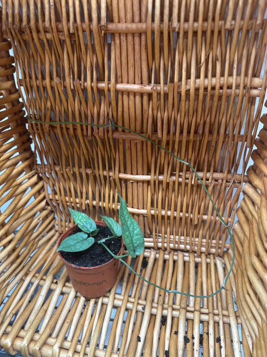Amydrium Medium Spider-Man Plant