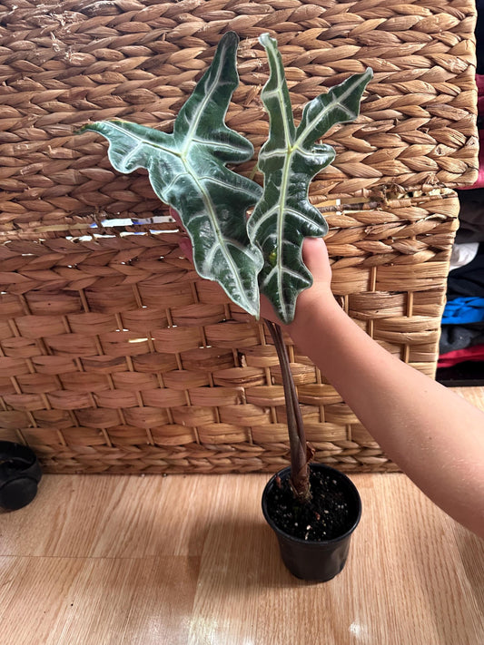 Alocasia Nobilis Plant