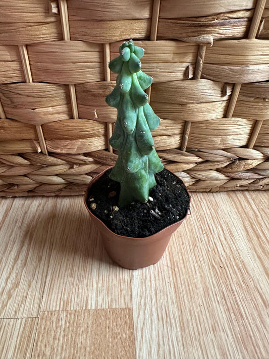Boobie Cactus Plant (Mini)