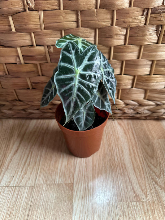 Alocasia Parasol Plant