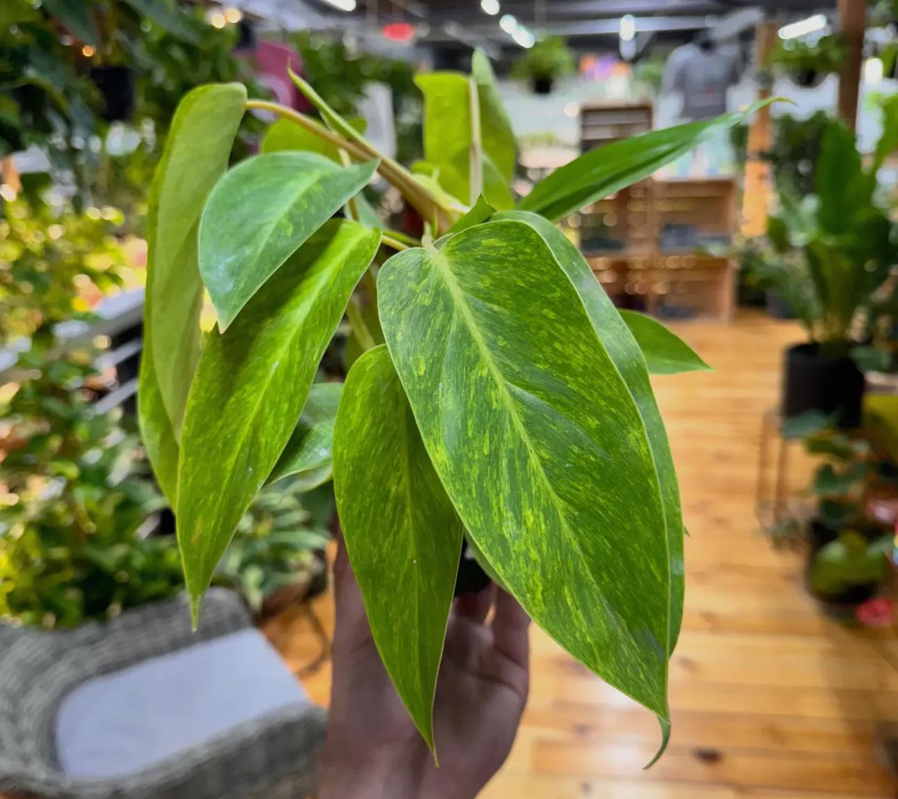 Philodendron Erubescens 'Painted Lady' Plant