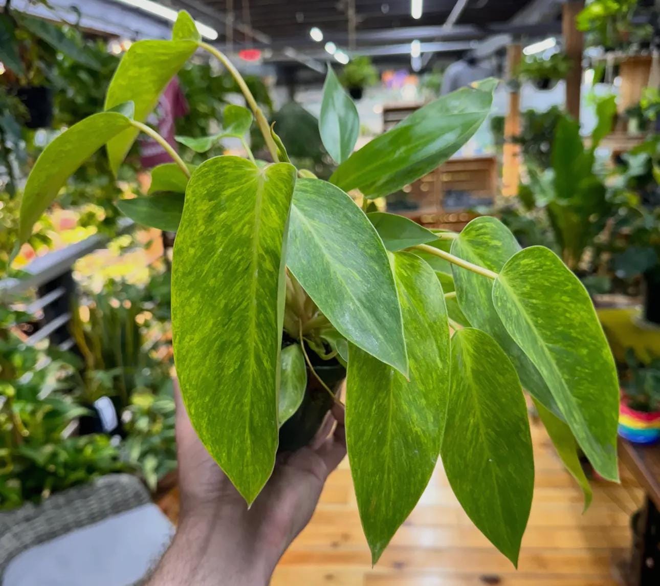 Philodendron Erubescens 'Painted Lady' Plant