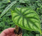 Alocasia Dragon Scale Plant