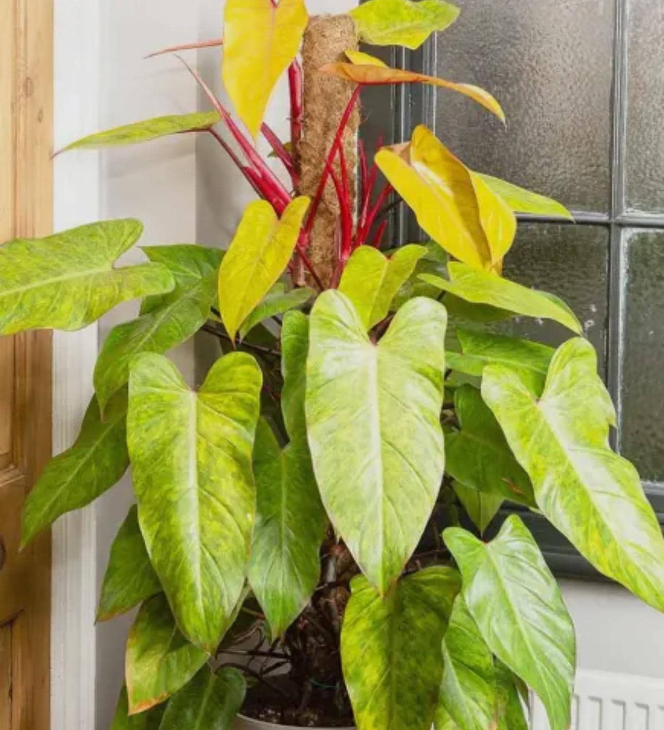 Philodendron Erubescens 'Painted Lady' Plant