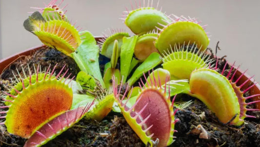 Dionaea muscipula (Venus Flytrap) Carnivore Plant