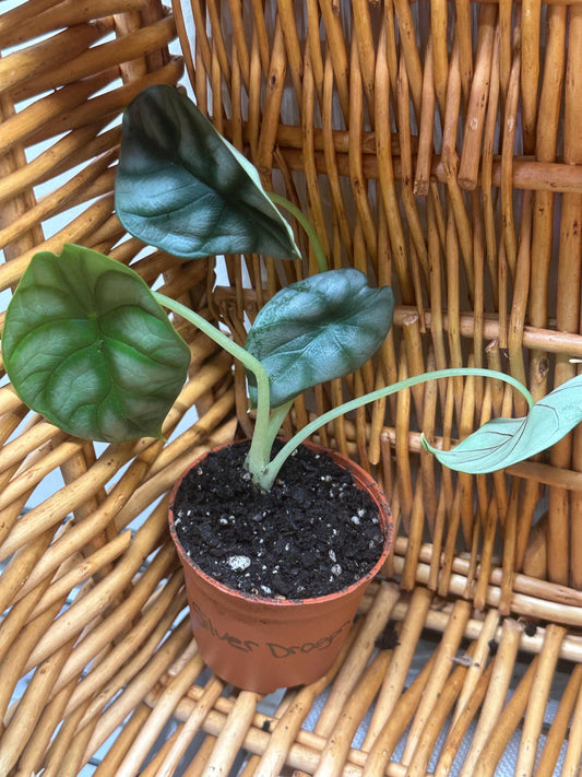 Alocasia Silver Dragon Plant