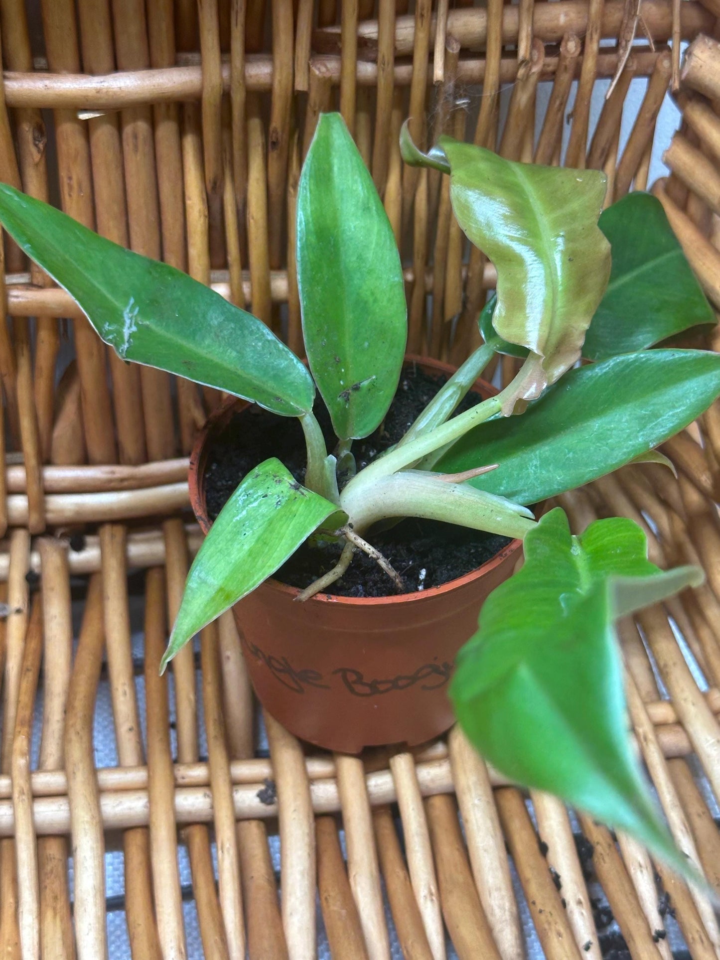 Philodendron Jungle Boogie Plant