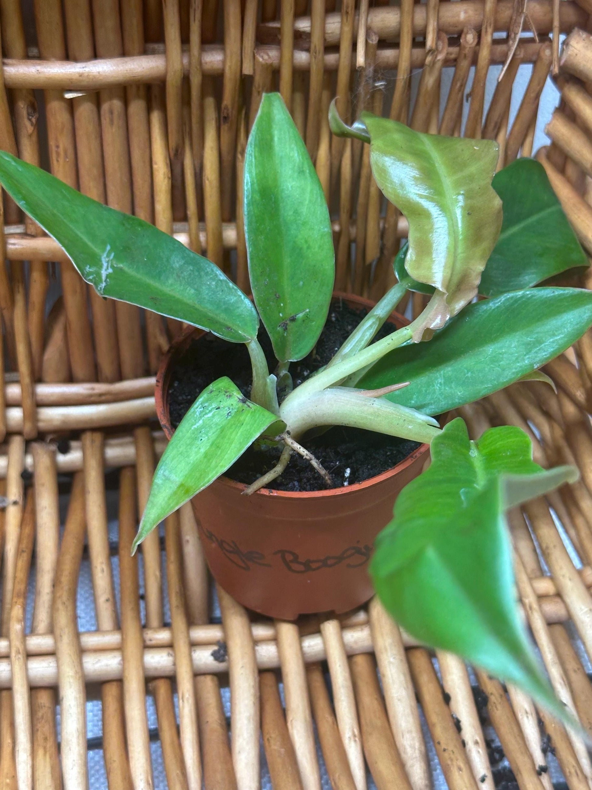 Philodendron Jungle Boogie Plant