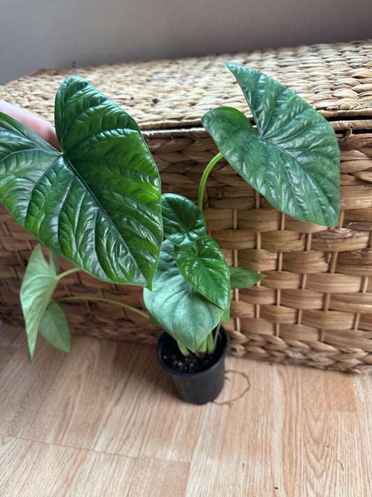 Alocasia Lukiwan Plant