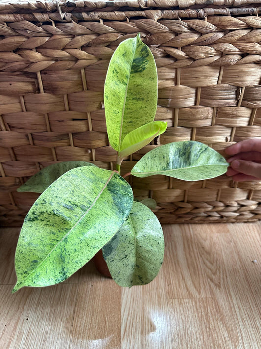 Ficus Shivereana Plant
