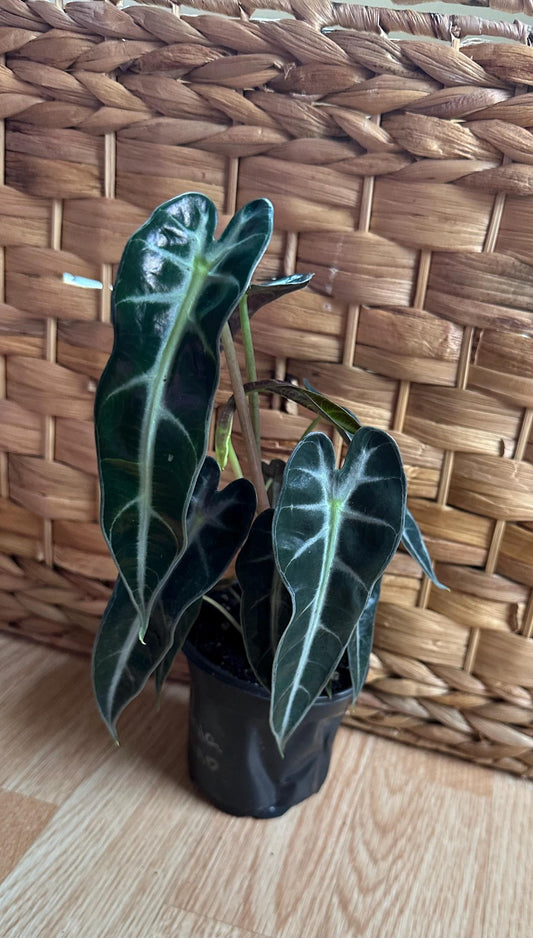 Alocasia Bambino Plant